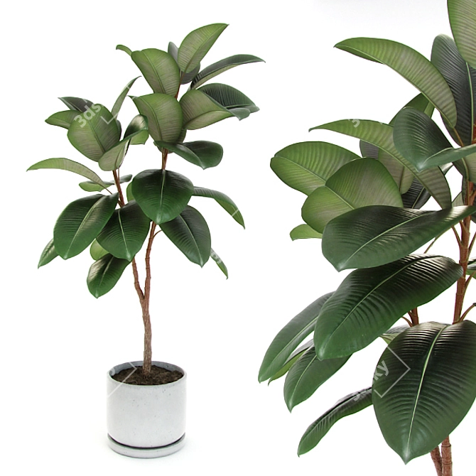 Medium Ficus Elastica Decora: Indoor Rubber Tree in Concrete Pot 3D model image 1