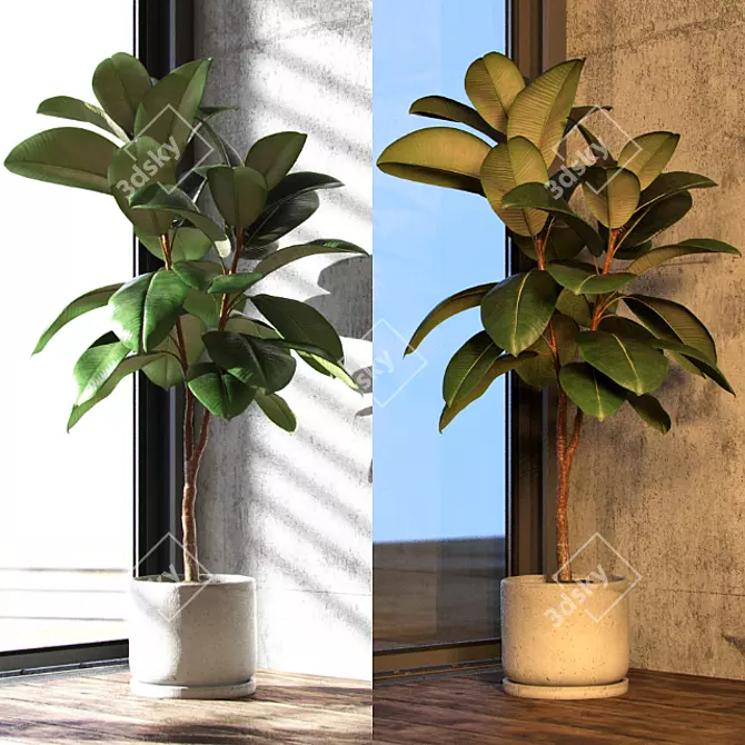 Medium Ficus Elastica Decora: Indoor Rubber Tree in Concrete Pot 3D model image 2