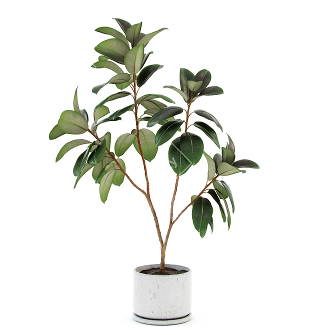 Large Ficus Elastica Decora in Concrete Pot 3D model image 1