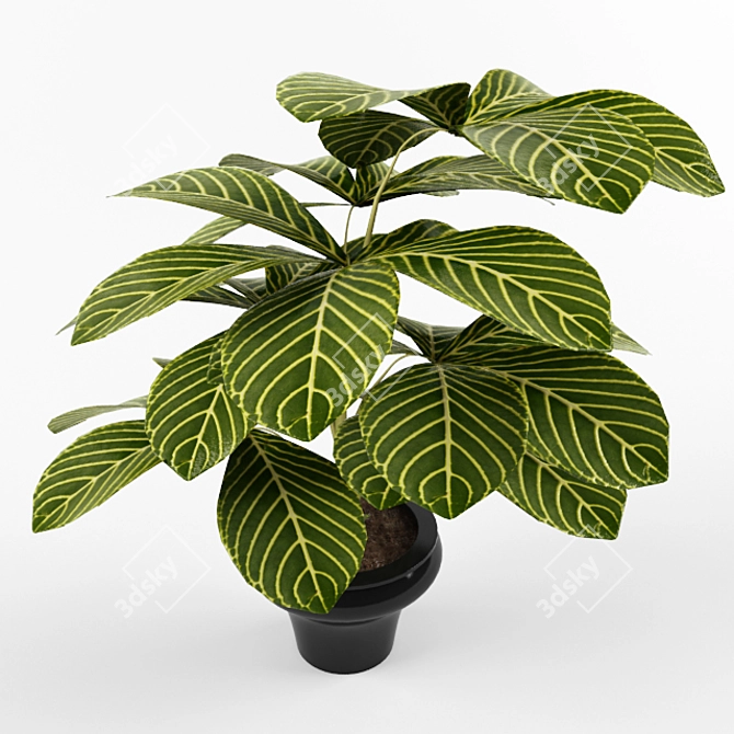 Realistic Schefflera Plant in Pot 3D model image 2