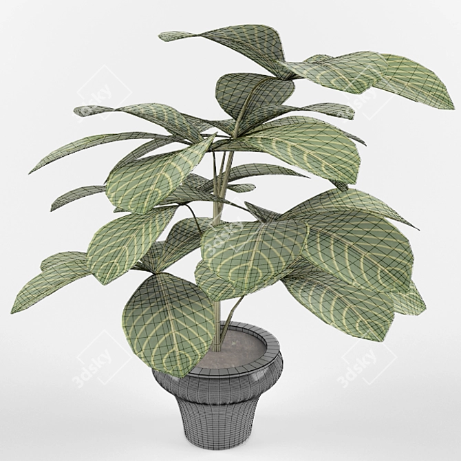 Realistic Schefflera Plant in Pot 3D model image 3