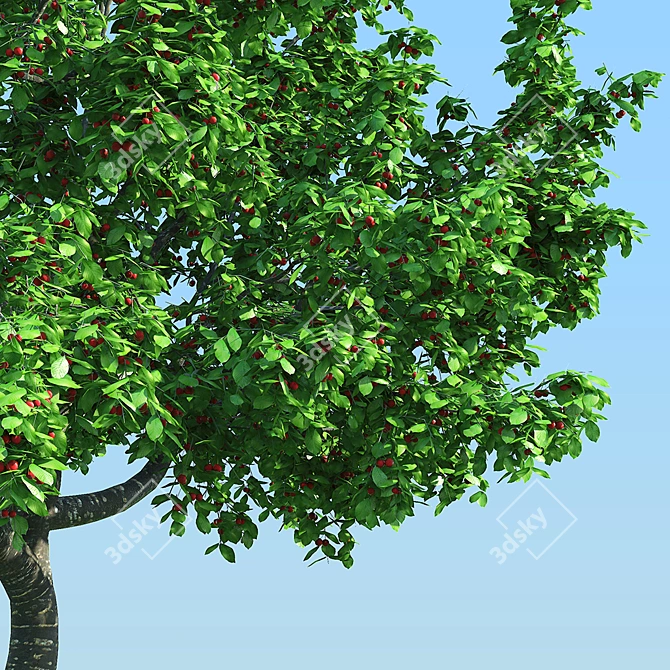 Cherry with Berries  4M High, 840K Polygons 3D model image 2