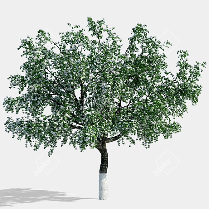 Tall Cherry Tree - 4m 3D model image 1