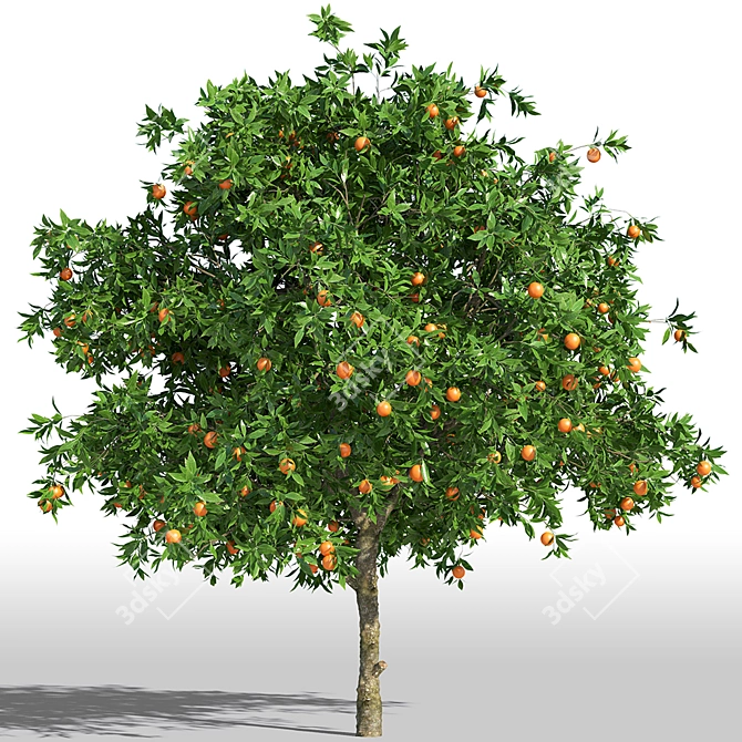 Tall & Lush Orange Tree 3D model image 1