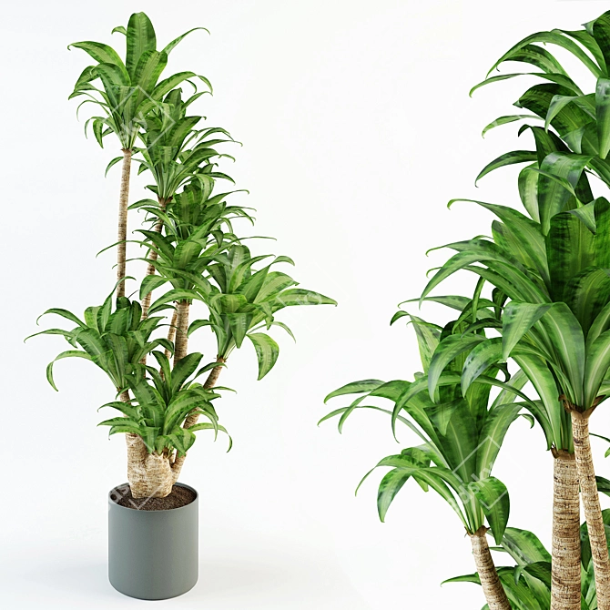 Elegant Dracaena Indoor Plant 3D model image 1