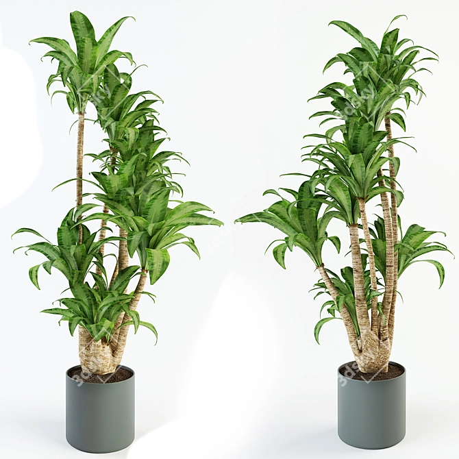 Elegant Dracaena Indoor Plant 3D model image 2