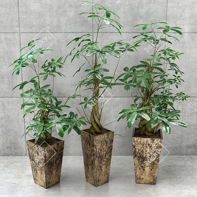 Elegant Money Tree: Three Unique Stylized Models 3D model image 3