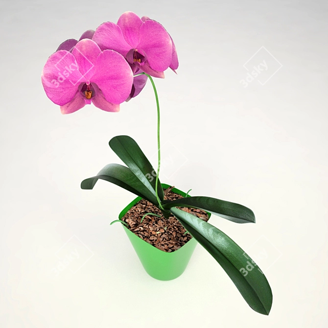 Pink Phalaenopsis Orchid: Stunning Blooms 3D model image 2