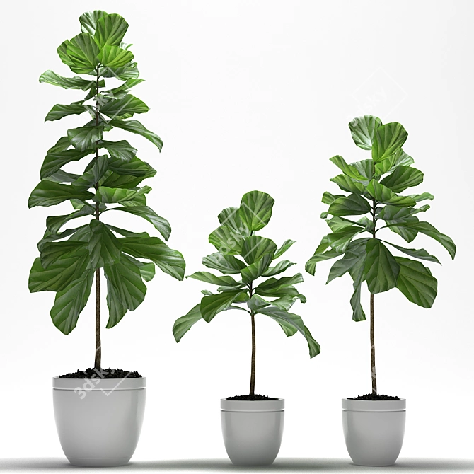 Lush Fig Plants: Max2015 to Max2012 & FBX 3D model image 1