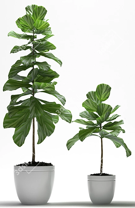 Lush Fig Plants: Max2015 to Max2012 & FBX 3D model image 2