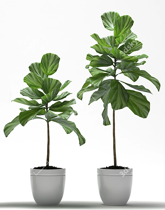 Lush Fig Plants: Max2015 to Max2012 & FBX 3D model image 3