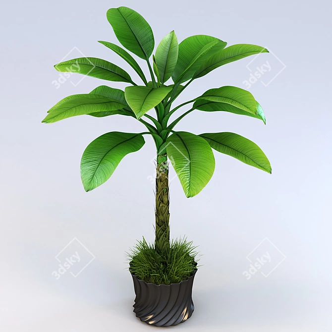 Tropical Palm Tree 1.8-2m 3D model image 2