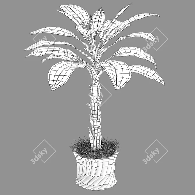 Tropical Palm Tree 1.8-2m 3D model image 3