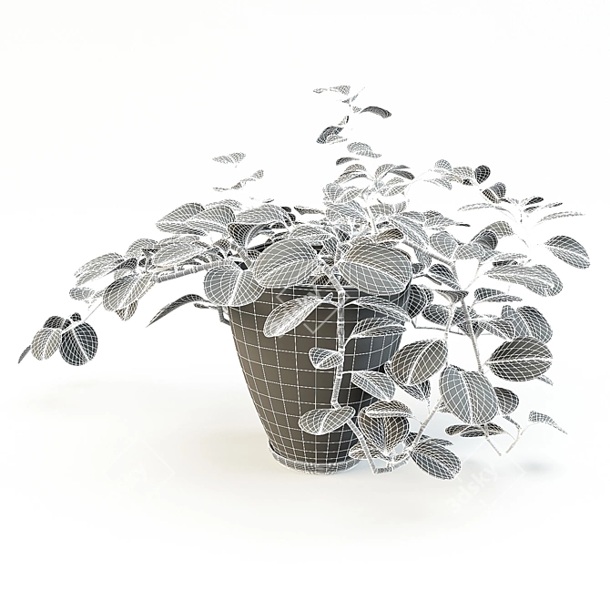 Peperomia Flowerpot - Two Designs 3D model image 3