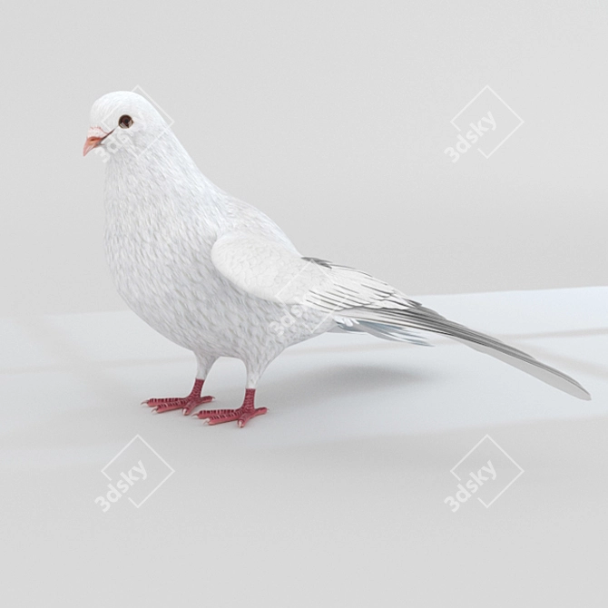 Rigged Dove 3D Model 3D model image 1