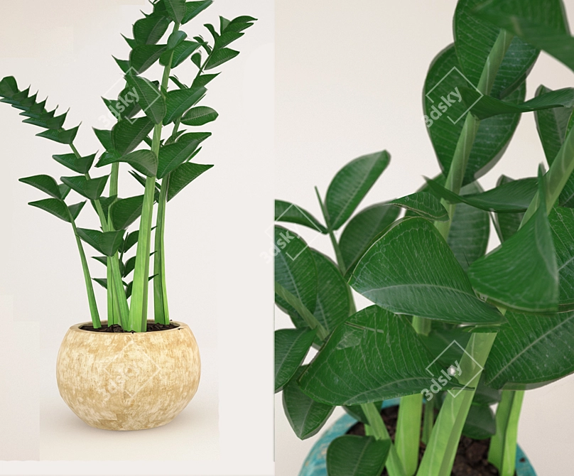 Zamioculcas: The Perfect Home Plant 3D model image 2