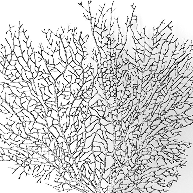 Gorgeous Gorgonian Marine Coral 3D model image 3