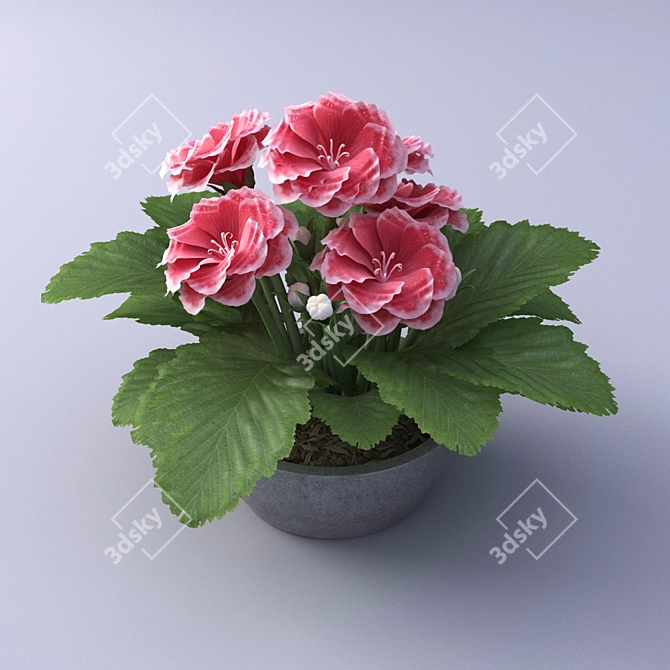 Breathtaking Gloxinia in a Pot 3D model image 1