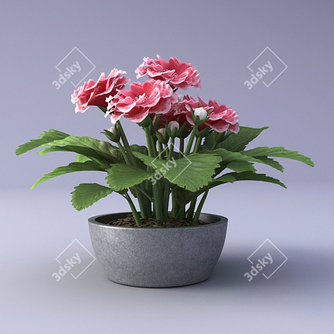 Breathtaking Gloxinia in a Pot 3D model image 2