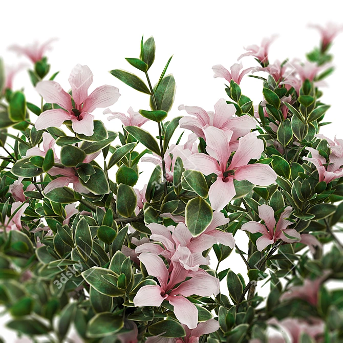 Serissa Foetida: Beautiful & Fragrant Flora 3D model image 2