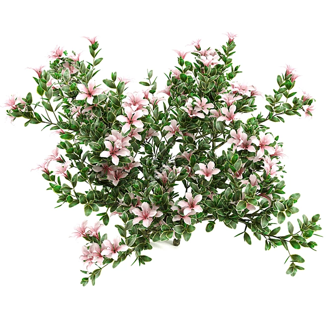 Serissa Foetida: Beautiful & Fragrant Flora 3D model image 3