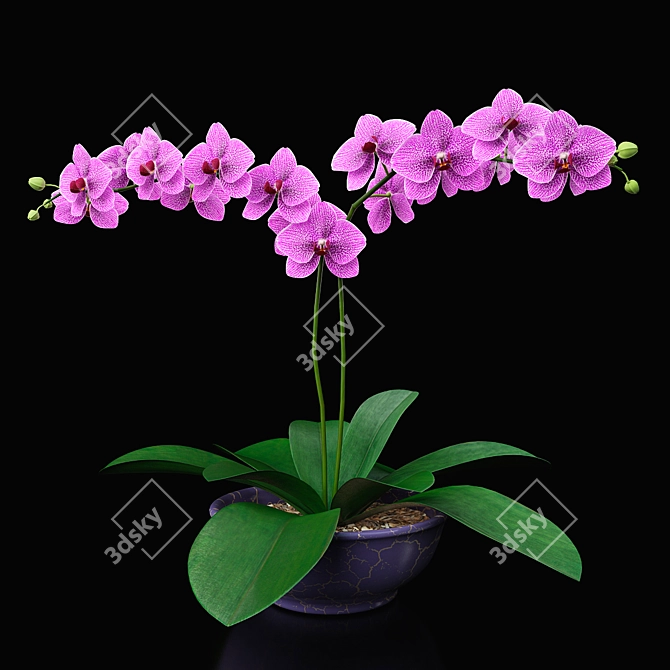 Title: Lilac Orchid Delight 3D model image 1