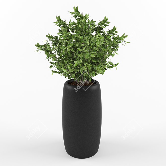 Kinki: Exquisite Ficus Tree 3D model image 1