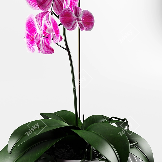 Vampiric Orchid: The Energetic Indoor Flower 3D model image 2