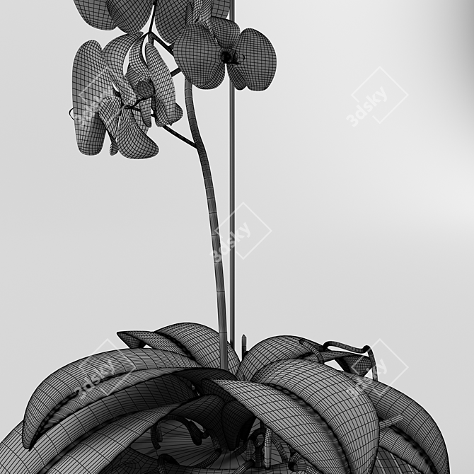 Vampiric Orchid: The Energetic Indoor Flower 3D model image 3