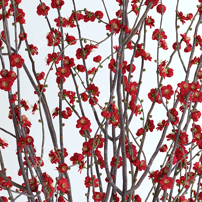 Realistic Red Blossom Branches 3D model image 2