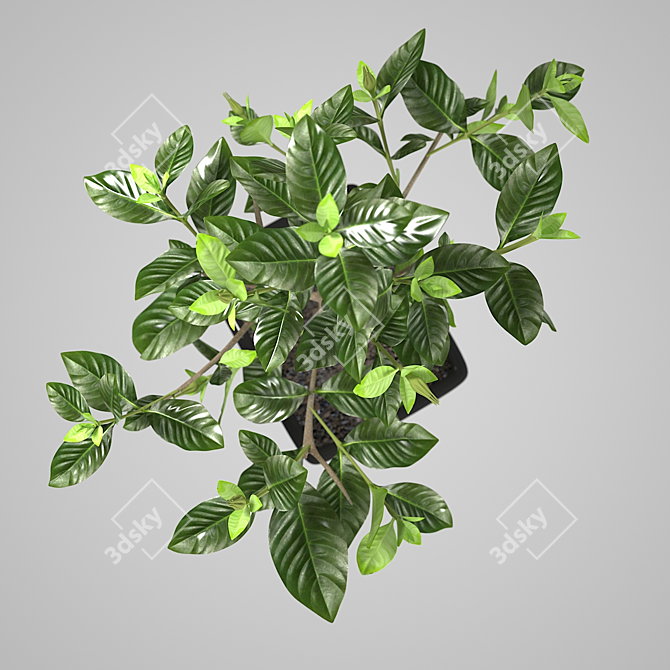 Elegant Gardenia Sculpture 3D model image 2