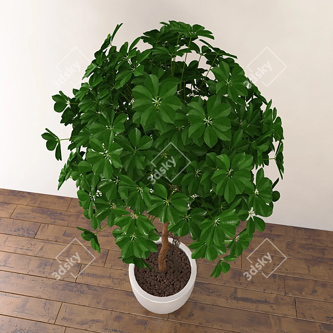Title: Tropical Schefflera: Vibrant Foliage for Positive Vibes 3D model image 2