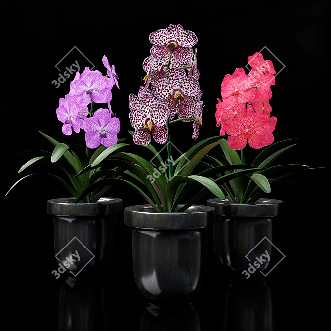 Vibrant Vanda Orchid 3D model image 1