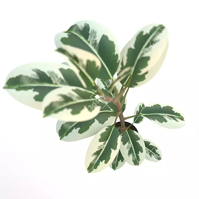 Pipal: Exquisite Ficus Plant 3D model image 2