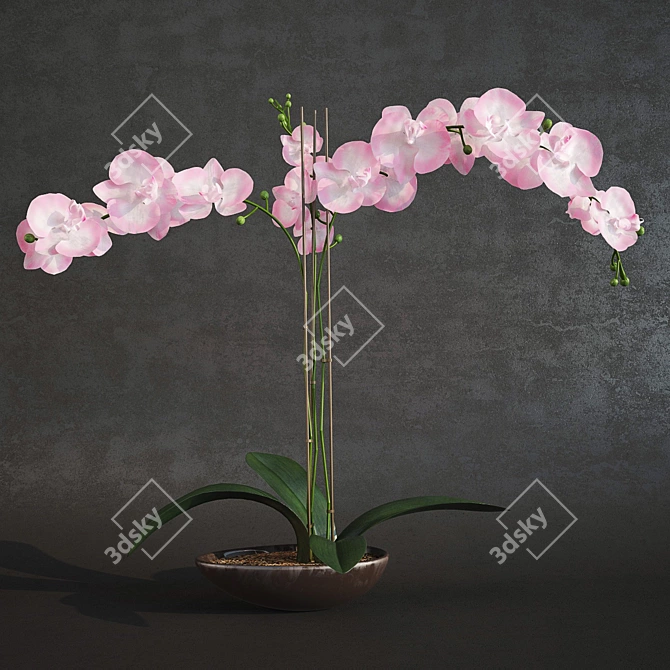 Elegant Orchid: 2015 & 2012 Edition 3D model image 1