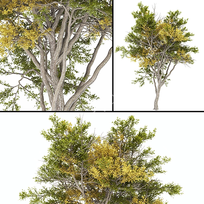 Autumn Tree 02 | High Poly 3D model image 1