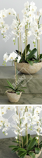 Elegant Orchid 2: 3D Flower Model 3D model image 2