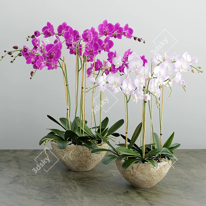 Exquisite Orchid 3D Model 3D model image 1