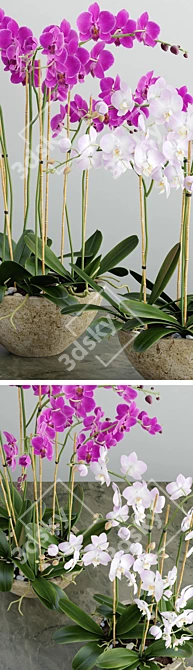 Exquisite Orchid 3D Model 3D model image 2