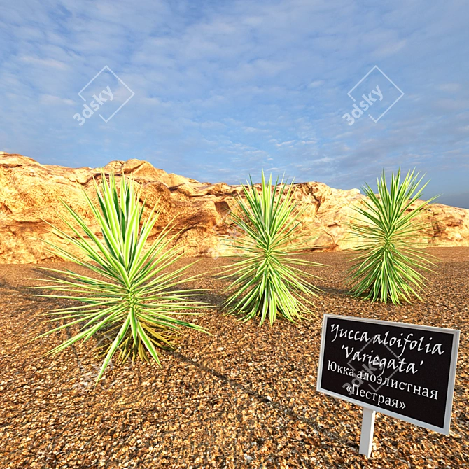 Variegated Yucca Plant - 3 Sizes 3D model image 2