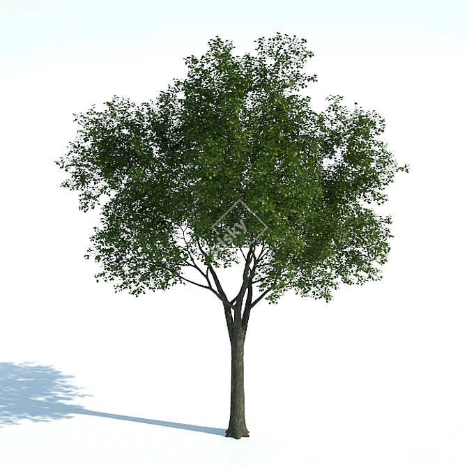  Majestic Common Tree - 11m Tall 3D model image 1