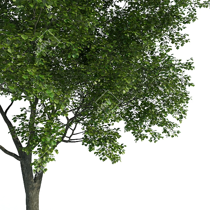  Majestic Common Tree - 11m Tall 3D model image 2