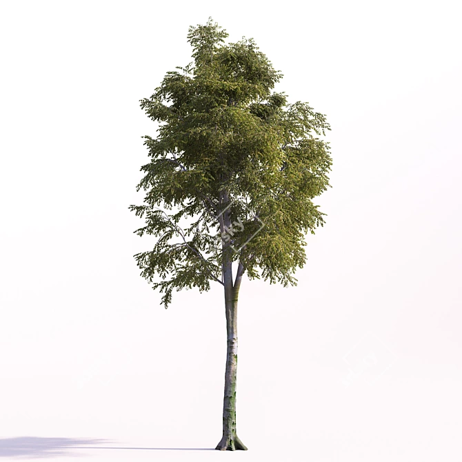 European Beech Tree: Geometric Foliage & Unique Texture 3D model image 1