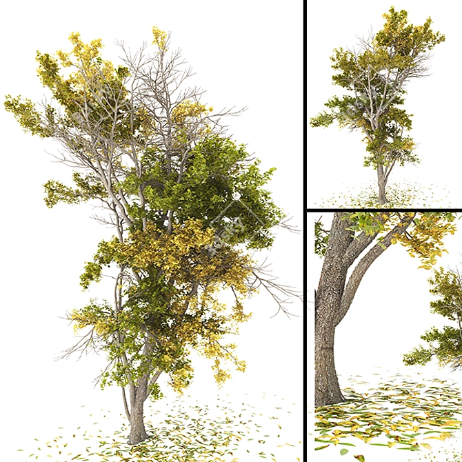 Autumn Tree | High Poly | CGVertex 3D model image 1