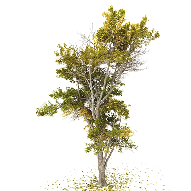 Autumn Tree | High Poly | CGVertex 3D model image 3