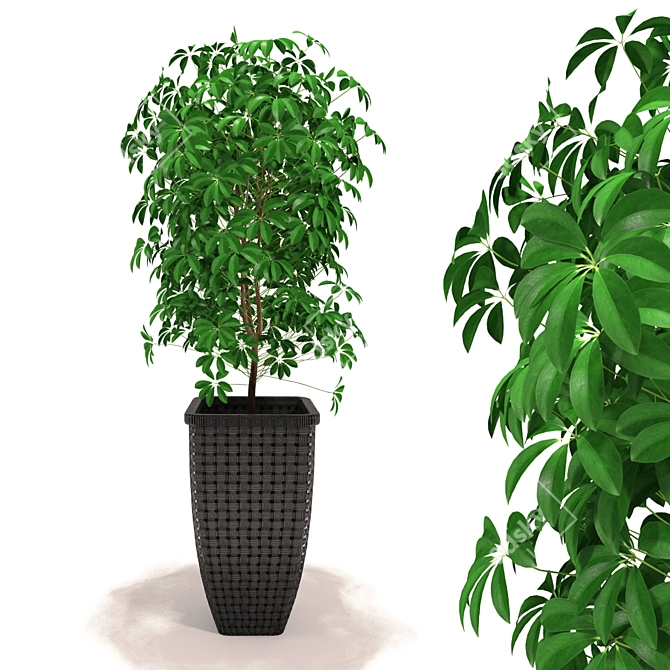 Tropical Schefflera: Vibrantly Patterned Decorative Plant 3D model image 1