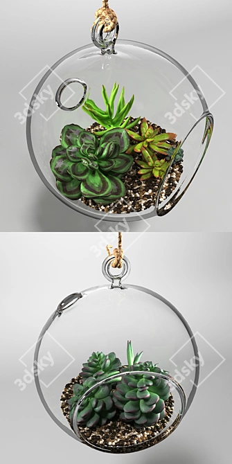 Sedum in Glass Sphere: Lush Succulent Display 3D model image 2