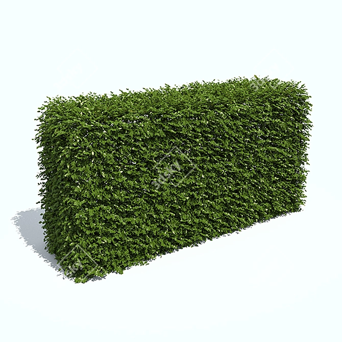 Compact Boxwood Hedges 3D model image 1