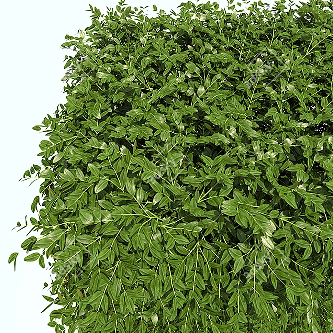 Compact Boxwood Hedges 3D model image 2