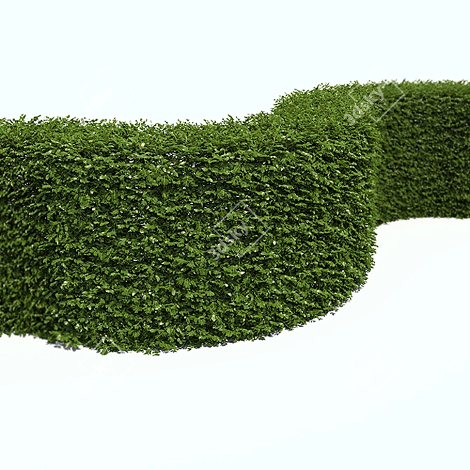 Compact Boxwood Hedges 3D model image 3